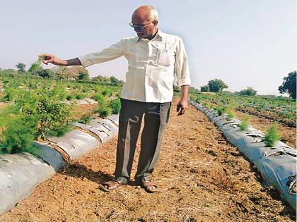 Farmer's family receives revenue from 12 lakhs of vegetables annually by purchasing vegetables | भाजीपाल्यातून वर्षाला १२ लाखाचे उत्पन्न मिळवत शेतकरी कुटुंबाने साधली समृद्धी 