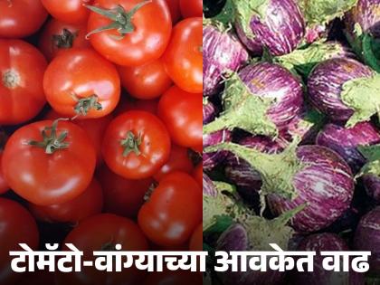 latest news Vegetable Market: Tomato-Eggplant arrivals increased; Read in detail how prices were obtained | Vegetable Market : टोमॅटो-वांग्याची आवक वाढली; कसे मिळाले दर वाचा सविस्तर latest news Vegetable Market: Tomato-Eggplant arrivals increased; Read in detail how prices were obtained | Vegetable Market : टोमॅटो-वांग्याची आवक वाढली; कसे मिळाले दर वाचा सविस्तर