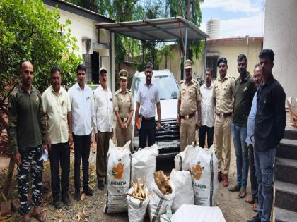 201 kg sandalwood seized in Otur Forest Department raid | ओतूर वनविभागाच्या धडक कारवाईत २०१ किलो चंदन जप्त 201 kg sandalwood seized in Otur Forest Department raid | ओतूर वनविभागाच्या धडक कारवाईत २०१ किलो चंदन जप्त