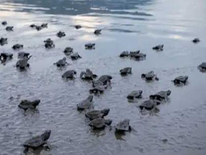 Starting the mating season, 38 turtle hatchlings rushed towards the coastal sea | विणीच्या हंगामाला प्रारंभ, वेळास किनारी समुद्राकडे झेपावली कासवाची ३८ पिल्ले