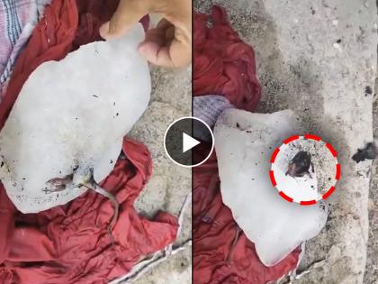 Read 'this' before drinking soft drink Dead rat found in snow pile in Pune | शीतपेय पिण्याअगोदर 'हे' वाचा, पुण्यात बर्फाच्या लादीत आढळला मेलेला उंदीर