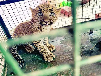 A leopard cub was safely pulled out of a 30 feet deep well | बिबट्याच्या छाव्याला ३० फूट खोल विहिरीतून सुखरूप काढले बाहेर