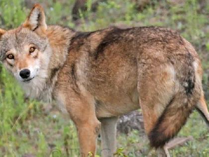 Wolf attack and bites 8 people in Dharani tehsil | धारणी तालुक्यात लांडग्यांची दहशत, आठ जणांना घेतला चावा