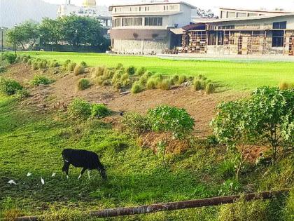 The grass on the golf course dried up | गोल्फ कोर्सवरील गवत सुकले