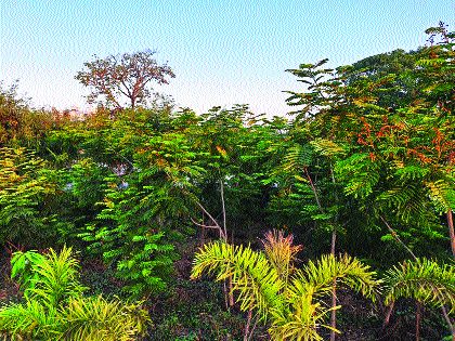 Bahrateya forest near Ambivali | आंबिवलीनजीक बहरतेय वनराई