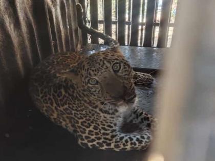 Leopard caged on Lahvit Road near Nashik | नाशिक जवळ लहवीत रोडवर बिबट्या पिंजऱ्यात जेरबंद