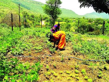 Vegetables in the kitchen of the children, anganwadi in Satara district one step ahead | चिमुरड्यांना परसबागेतील भाज्या, सातारा जिल्ह्यातील अंगणवाड्या एक पाऊल पुढे