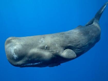 Sperm whale vomit smuggling; 2 kg of vomit worth Rs 2 crore seized | स्पर्म व्हेल माशाच्या उलटीची तस्करी; २ कोटींची २ किलो उलटी जप्त Sperm whale vomit smuggling; 2 kg of vomit worth Rs 2 crore seized | स्पर्म व्हेल माशाच्या उलटीची तस्करी; २ कोटींची २ किलो उलटी जप्त