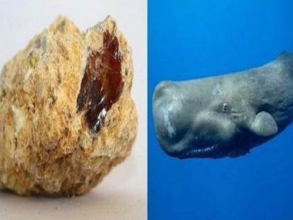 Four from Sindhudurga detained with whale vomit in Ratnagiri | रत्नागिरीत व्हेल माशाच्या उलटीसह सिंधुदुर्गातील चौघे ताब्यात