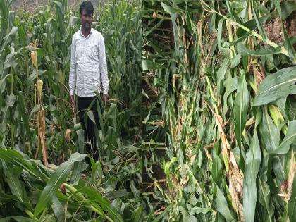 30 acres of maize destroyed by wild boars in Vibhutwadi sangli | Sangli: विभूतवाडीत रानडुकरांमुळे ३० एकर मका उद्ध्वस्त, शेतकरी हवालदिल 30 acres of maize destroyed by wild boars in Vibhutwadi sangli | Sangli: विभूतवाडीत रानडुकरांमुळे ३० एकर मका उद्ध्वस्त, शेतकरी हवालदिल