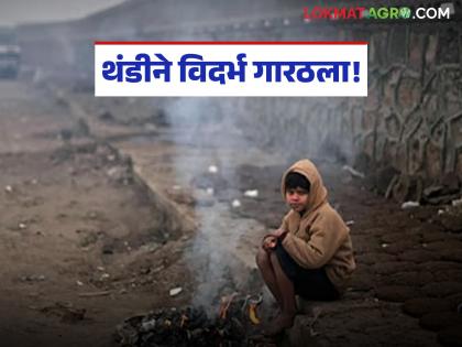 Vidarbha Cold Weather : हिवाळ्याच्या सुरुवातीलाच गारठला विदर्भ; पारा १० अंशांपर्यंत घसरला वाचा सविस्तर