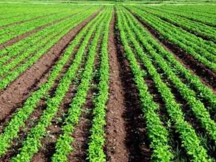 Vidarbha farmers turn to 'BBF' technique! | विदर्भातील शेतकऱ्यांचा ‘बीबीएफ’ तंत्राकडे कल !