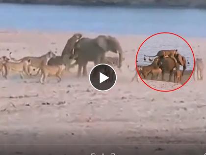 14-lioness-fought-against-one-elephant-and-elephant-wins-the-fight-tourists-are-in-awe | Video एकटा हत्ती १४ सिंहिणींवर पडला भारी, बघा जंगलातली ही फाईट!