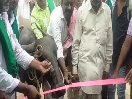 Villagers of Gadag village in Karnataka state inaugurated the bus station with guest buffalo | नादच खुळा! आमदार, खासदारही ऐकेनात; मग म्हस बनली प्रमुख पाहुणी अन् उदघाटनही केलं 