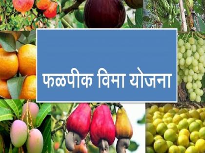 34 thousand farmers in Ratnagiri district have participated in the fruit crop insurance scheme | रत्नागिरी जिल्ह्यात ३४ हजार शेतकऱ्यांचा फळपीक विमा योजनेत सहभाग