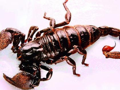 Scorpion kills 3 people a day | एकाच दिवशी तब्बल ३८ जणांना विंचूदंश