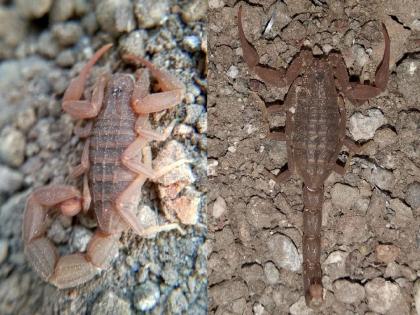 Two new species of scorpion found in Satpuda, Jalgaon; First entry in Maharashtra! | सातपुड्यात आढळल्या विंचवाच्या दोन नवीन प्रजाती; महाराष्ट्रात पहिल्यांदाच नोंद!