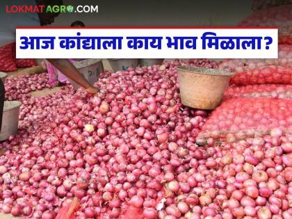 Kanda Market : उन्हाळसह लाल कांद्याचे दर जैसे थे, नंबर १ चा कांदाही जेमतेम, वाचा आजचे दर