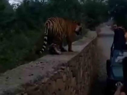 Tiger Viral Video : Tiger came near Udi car; What happened later? Watch the video | Tiger Viral Video : अचानक गाडीजवळ आला वाघ; नंतर काय घडलं? पहा व्हिडीओ