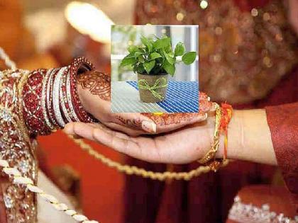 Eco-friendly wedding ceremony in Yavatmal; About 150 saplings were gifted at the wedding | लग्नात चक्क १५० रोपट्यांचा अहेर; पर्यावरणपूरक विवाह सोहळ्याची सर्वत्र चर्चा