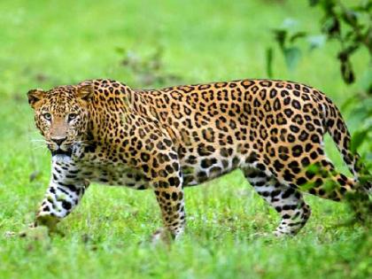 Leopard found dead in Armory forest area; Presumed to have been killed in a fight with a tiger | आरमोरी वनपरिक्षेत्रात बिबट्या आढळला मृतावस्थेत; वाघाशी झालेल्या झुंजीत ठार झाल्याचा अंदाज