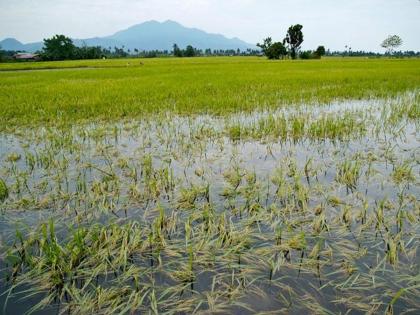 As many as 62 lakh farmers in the state not take crop insurance | राज्यातील तब्बल ६२ लाखांवर शेतकऱ्यांची विम्याकडे पाठ