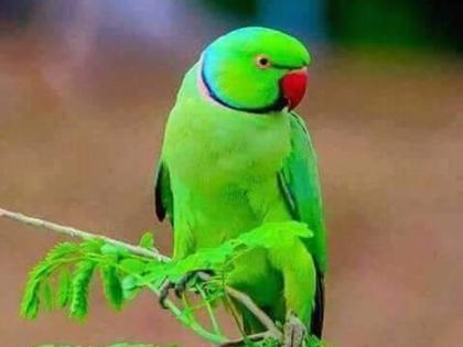 Hussein don't show the parrot the cage; Shake the prison air then | हौसेनं पोपटाला दाखवू नका पिंजरा; तुरुंगाच्या हवेचा बसेल मग हादरा