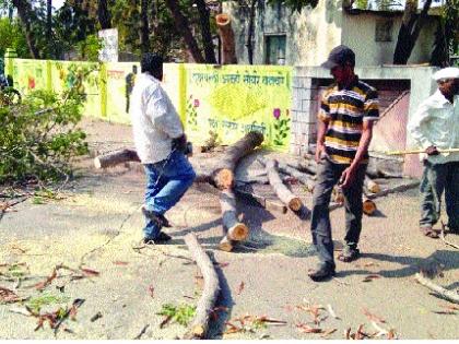 Trees are ours ... the trees of the fruit can break the trees! | वृक्षवल्ली आम्हा सोयरे... फलकाच्या साक्षीनं झाडं तोड रे!