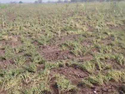 21 thousand 768 hectares of agriculture has been damaged due to unseasonal rain and hailstorm in Buldhana. |  बुलढाण्यात अवकाळी पाऊस अन् गारपिटीने २१ हजार ७६८ हेक्टरवरील शेतीचे नुकसान