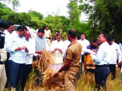 Due to drought, it will be done on three talukas | दुष्काळाचे सावट तीन तालुक्यांवर