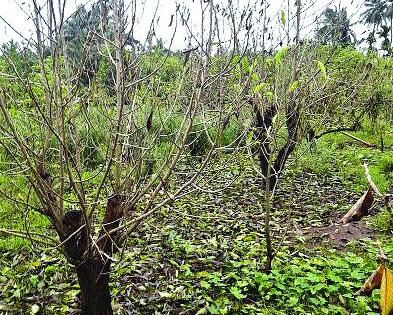  Flowers in Vasai under threat, loss of trees due to rain | वसईतील फुलशेती धोक्यात, पावसामुळे झाडांचे नुकसान