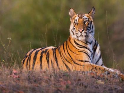 The number of tigers in Chandrapur district is around 250 | एकट्या चंद्रपूर जिल्ह्यात वाघांची संख्या अडीचशेच्या घरात