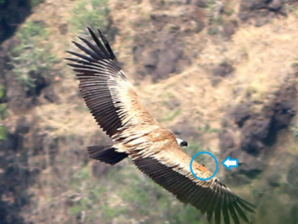 ‘Sahyadri’ is winged; Record of 254 species | सह्याद्री प्रकल्पात दुर्मीळ ग्रिफॉन गिधाड, सह्याद्रीत २५४ प्रजातींची नोंद