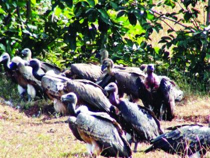 The center of study will be going to the Chirgaon Vulture Conservation Center | चिरगाव गिधाड संवर्धन केंद्र होणार अभ्यास केंद्र