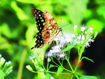 Tourist attraction of the butterfly park | फुलपाखरू उद्यानाचे पर्यटकांना आकर्षण Tourist attraction of the butterfly park | फुलपाखरू उद्यानाचे पर्यटकांना आकर्षण