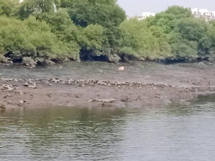 Crocodile sighting in Kopra Bay Two crocodiles were spotted in the area two years ago | कोपरा खाडीत मगरीचे दर्शन, दोन वर्षांपूर्वी या परिसरात दोन मगरी आढळल्या होत्या