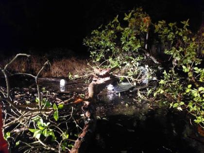 Pune Accident: Newlywed couple dies after falling tree on two-wheeler; Niece serious in Purandar | Pune Accident: दुचाकीवर झाड पडून नव विवाहित जोडप्याचा मृत्यू; भाची गंभीर