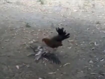 Hawk Attack Video: Messed with chicken, costing Hawk death after it tried to kill some chicks | Hawk Attack Video: भयानक Video! कोंबडीशी पंगा घेतला, घारीला महागात पडला; पिल्लांच्या नादात जीव गेला