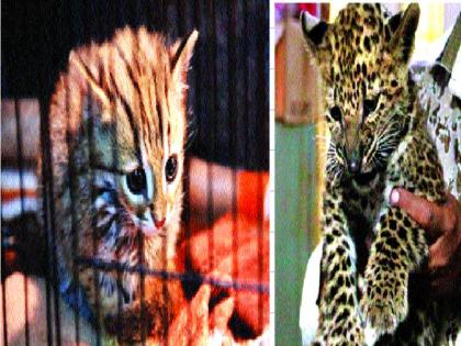  Leopards in the National Park of Borivali, three Vaghati's come | बोरीवलीच्या नॅशनल पार्कात बिबट्या, तीन वाघाटींचे झाले आगमन