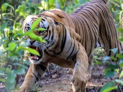 man died in tiger attack in Bramhapuri taluka, third victim in a month | ब्रह्मपुरी तालुक्यात पुन्हा वाघाचा हल्ला, मृतदेहाचे मिळाले तुकडे; महिनाभरात तिघांचा बळी