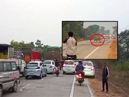 Tigress blocked Nagbhid-Brahmpuri route for an hour; long queue of vehicles on both side of the road | वाघिणीने एक तास अडविला नागभीड-ब्रह्मपुरी मार्ग; दोन्ही बाजूला वाहनांची लांबलचक रांग