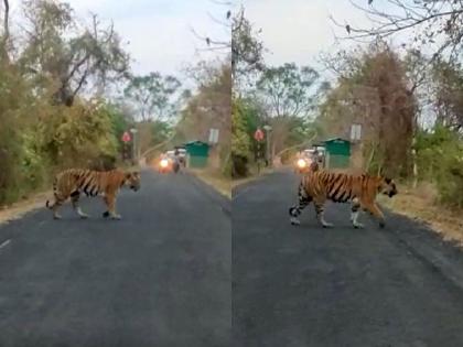 In Tadoba Tiger Reserve, the tiger gave darshan to the tourists on the main road | ताडोबात वाघाने मुख्य रस्त्यावर दिले पर्यटकांना दर्शन 