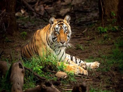 four poachers arrested in pench tiger hunting case nagpur | अखेर ‘त्या’ वाघाच्या मृत्यूचा झाला उलगडा; चार आरोपींना बारा तासांत अटक