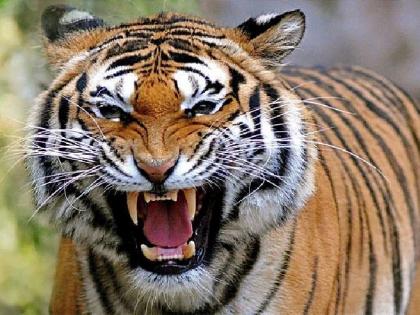 The tiger attacks the crowd after being chased away from the bush | झुडुपातून हुसकावल्याने वाघाचा जमावावर हल्ला; दोघे गंभीर जखमी