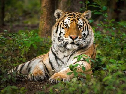 International Tiger Day : Vidarbha and Nagpur district are always on the target of wildlife poachers | जागतिक व्याघ्र दिन विशेष : वाघांच्या राजधानीतच वन्यजीव तस्करांचे जाळे