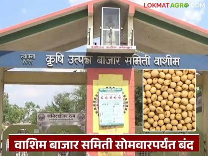 latest news Soybean Market: Record arrival of soybeans; Washim Market Committee closed till Monday | Soybean Market : सोयाबीनची विक्रमी आवक; वाशिम बाजार समिती सोमवारपर्यंत बंद वाचा सविस्तर latest news Soybean Market: Record arrival of soybeans; Washim Market Committee closed till Monday | Soybean Market : सोयाबीनची विक्रमी आवक; वाशिम बाजार समिती सोमवारपर्यंत बंद वाचा सविस्तर