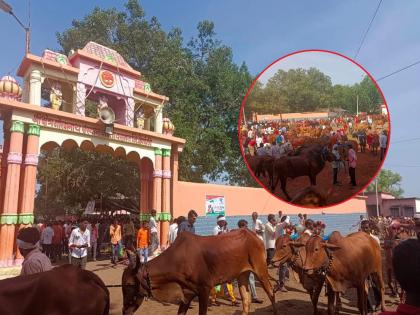 Tradition intact by the grace of Varunaraja; Wai's Mahapola is celebrated with the witness of thousands of bullocks | वरुणराजाच्या कृपेने परंपरा अबाधित; वाईचा महापोळा हजारो बैलजोड्यांच्या साक्षीने साजरा