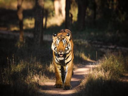 The 'virtual wall' will prevent human-wildlife conflict in Tadobo! The first tiger project in the country to install the system | ‘आभासी भिंत’ रोखणार ताडोबातील मानव-वन्यजीव संघर्ष! प्रणाली बसविणारा देशातील पहिलाच व्याघ्र प्रकल्प