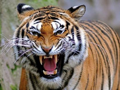 Tiger attack on a woman who went for firewood in Chandrapur district; Woman killed | चंद्रपूर जिल्ह्यात सरपणासाठी गेलेल्या महिलेवर वाघाचा हल्ला; महिला ठार