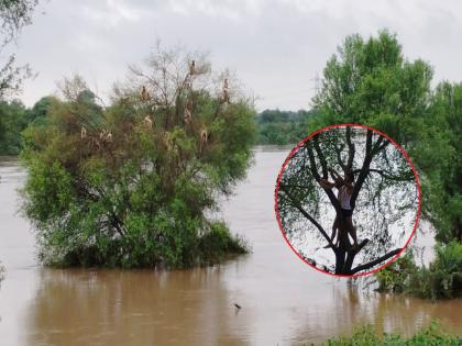 A tribe of monkeys trapped in the flood of Purna river; Staying on the tree, fruits were given by the circle officer | पूर्णा नदीच्या पुरात अडकली वानरांची टोळी; दोन दिवसांपासून झाडावर मुक्काम